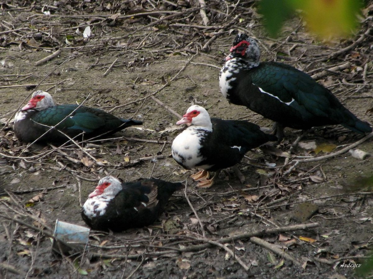 Желтоголовая индоутка