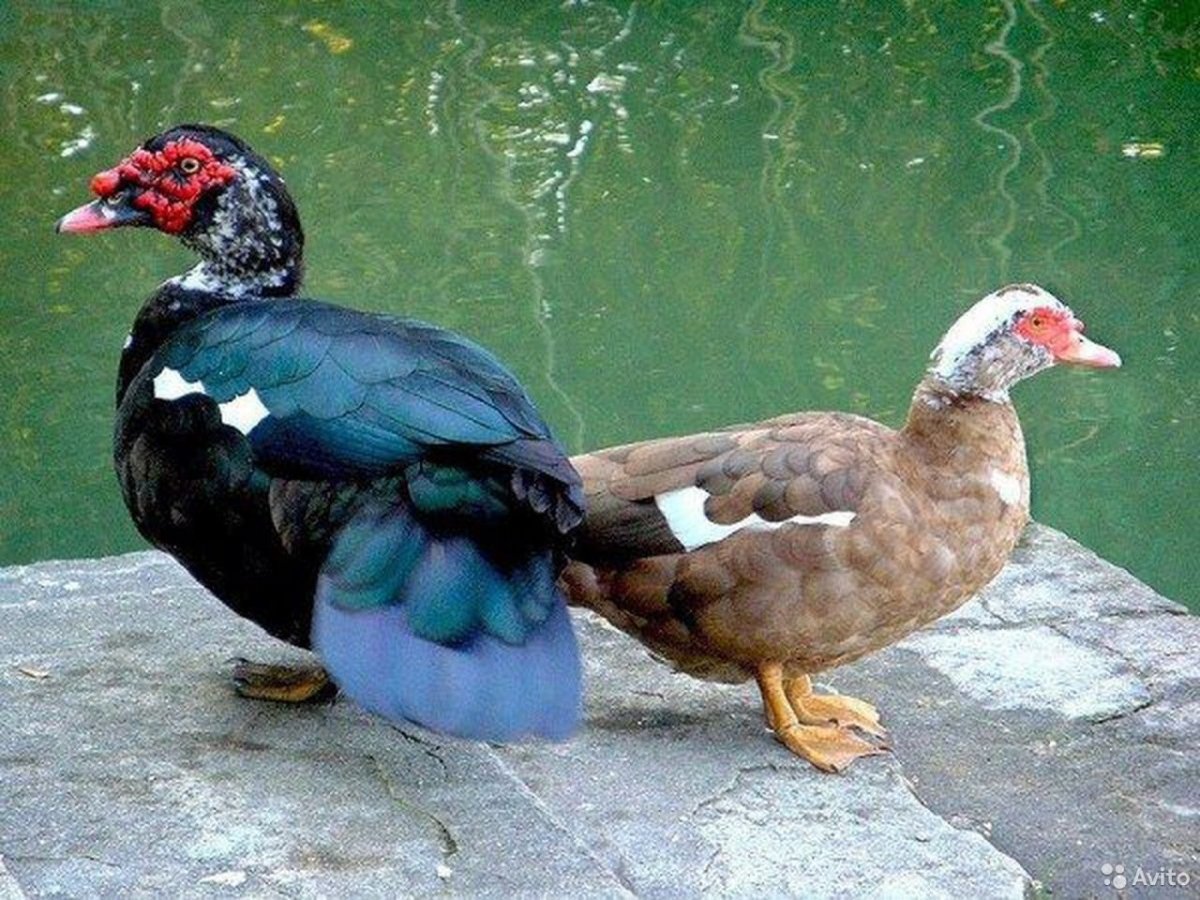 Индоутка шипун