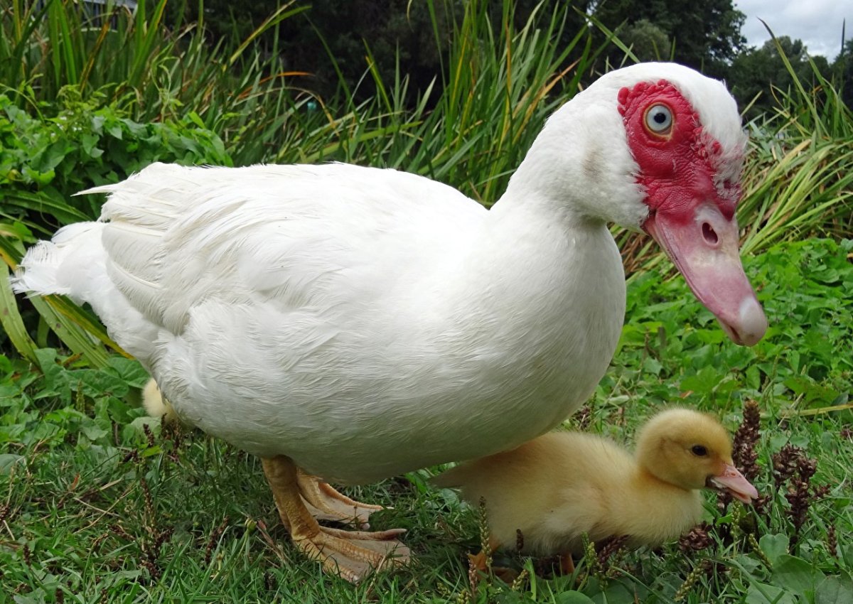 Мускусная утка и индоутка