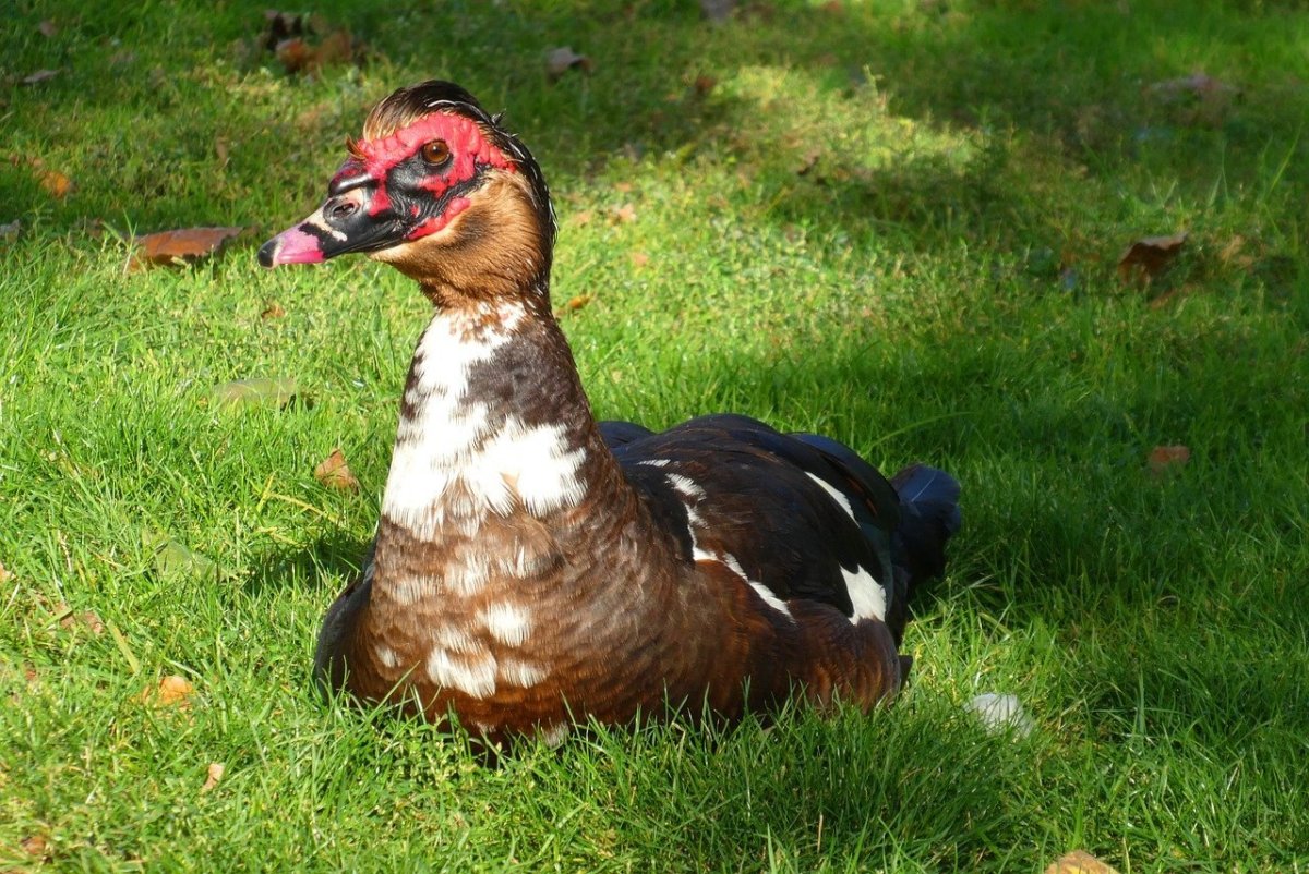 Мускусная утка