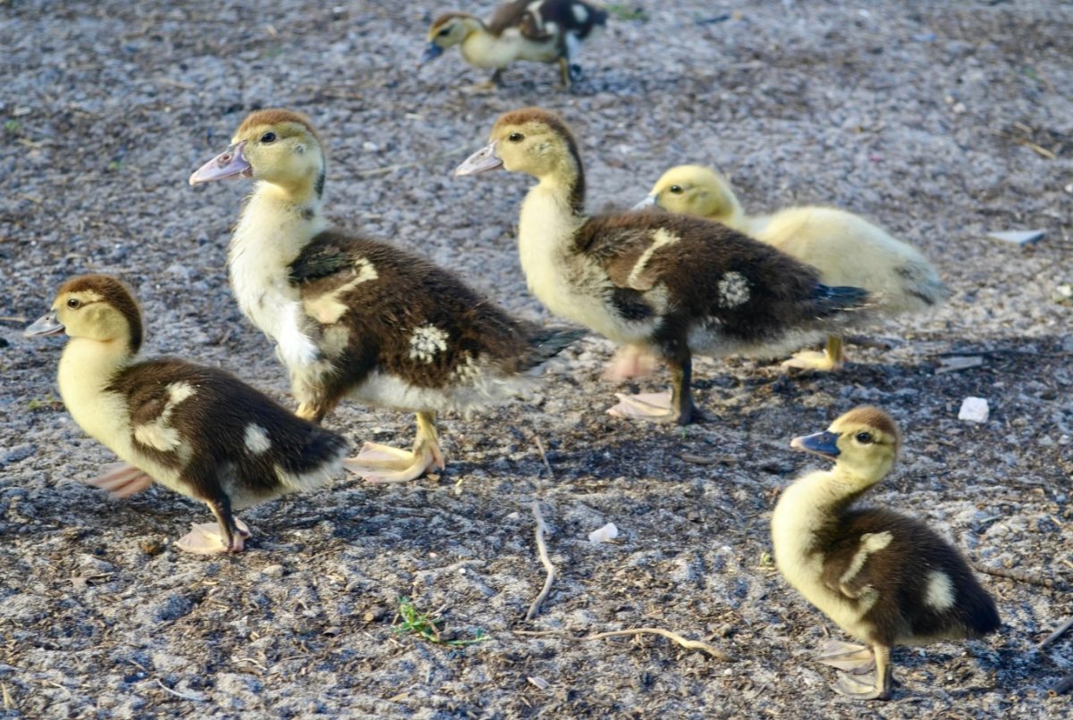 Мускусные утки Мулард
