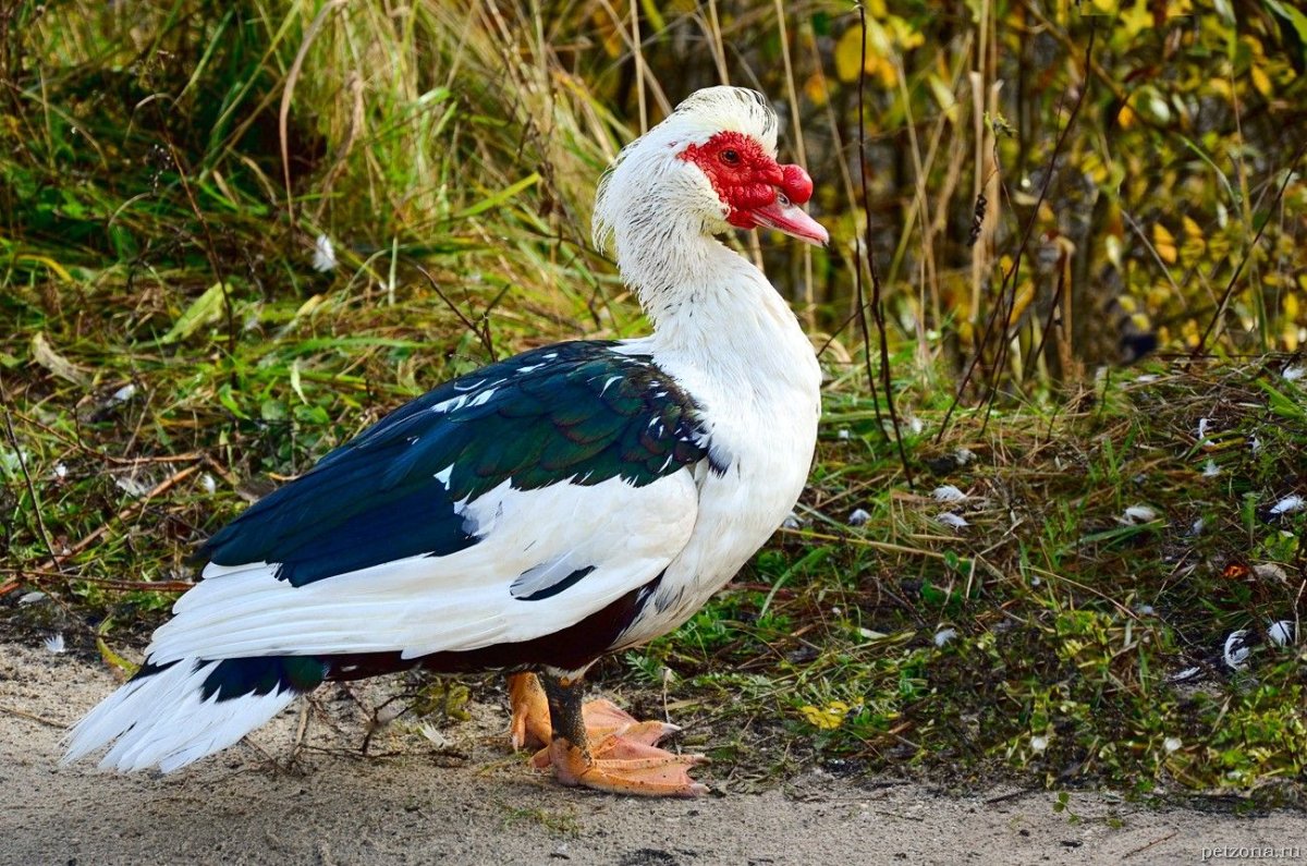 Индоутка мускусная