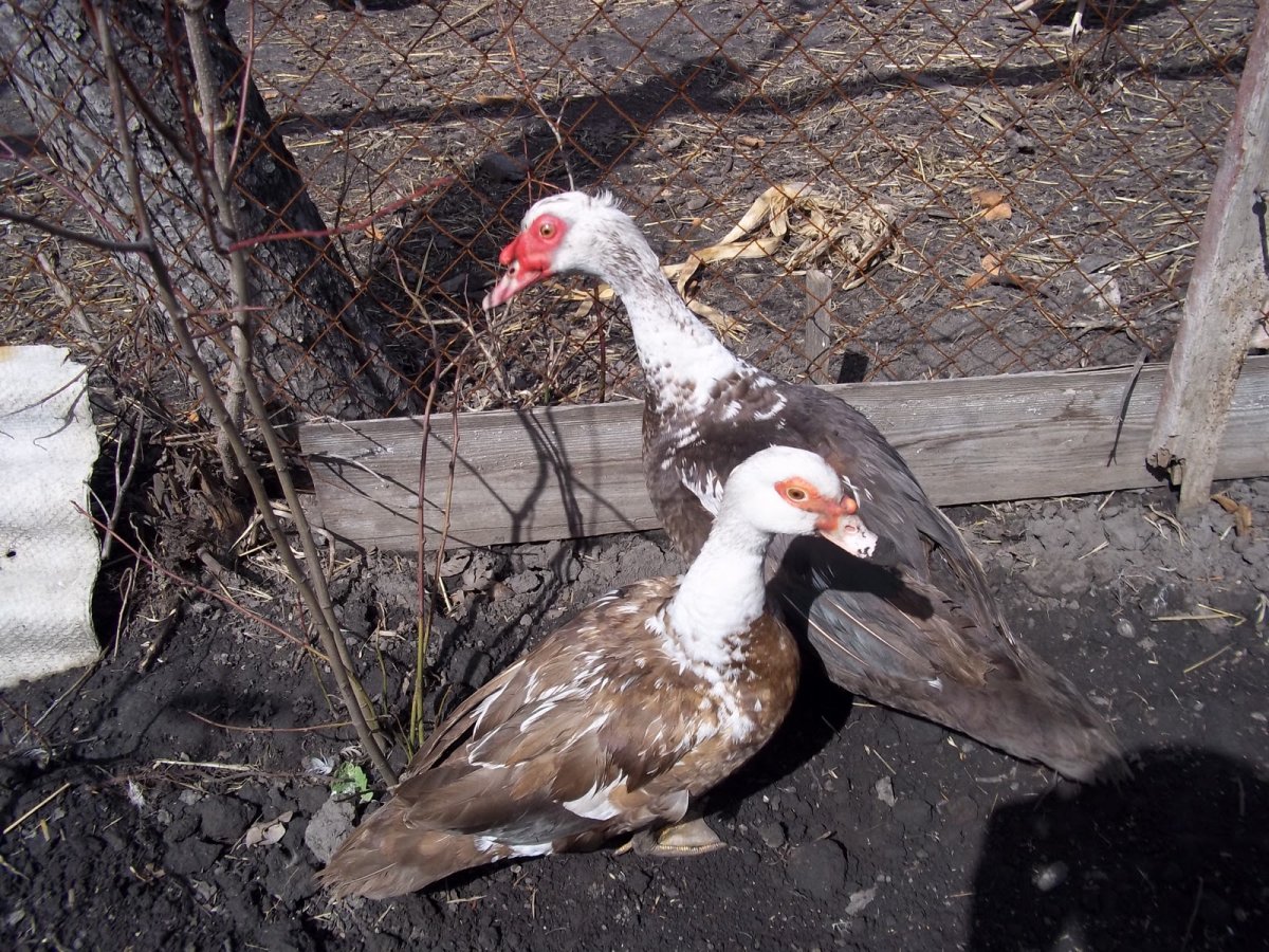 Шипуны утки мускусные