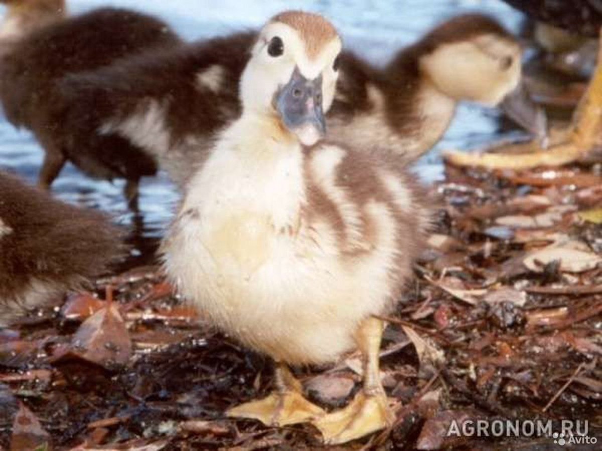 Индоутка с утятами