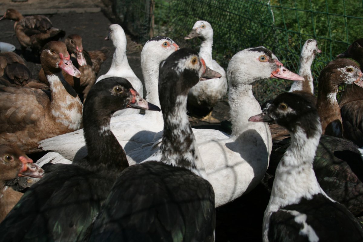 Утята мускусной утки