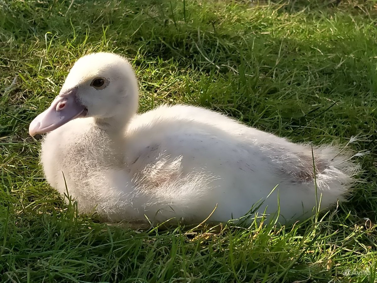 Утята индоуток