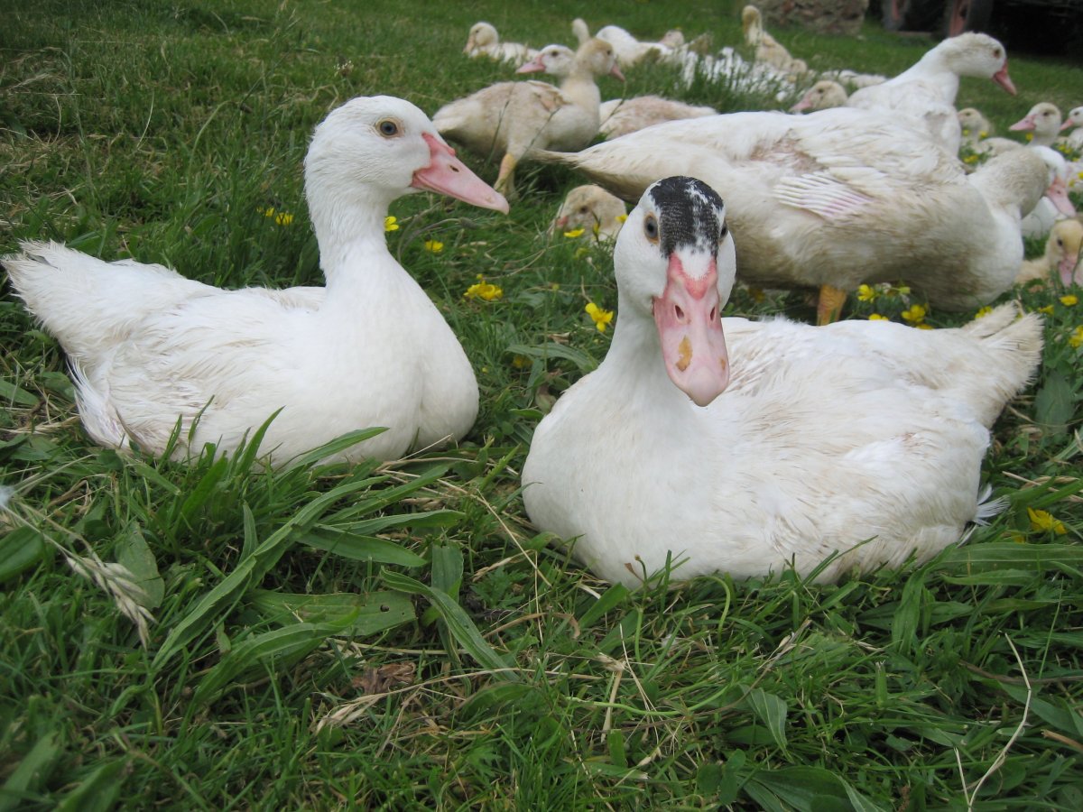 Индоутки мускусные утки