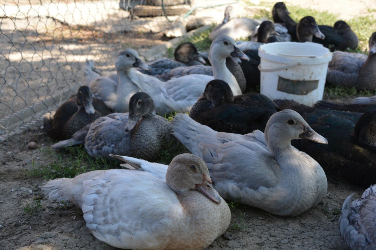 Утки индоутки