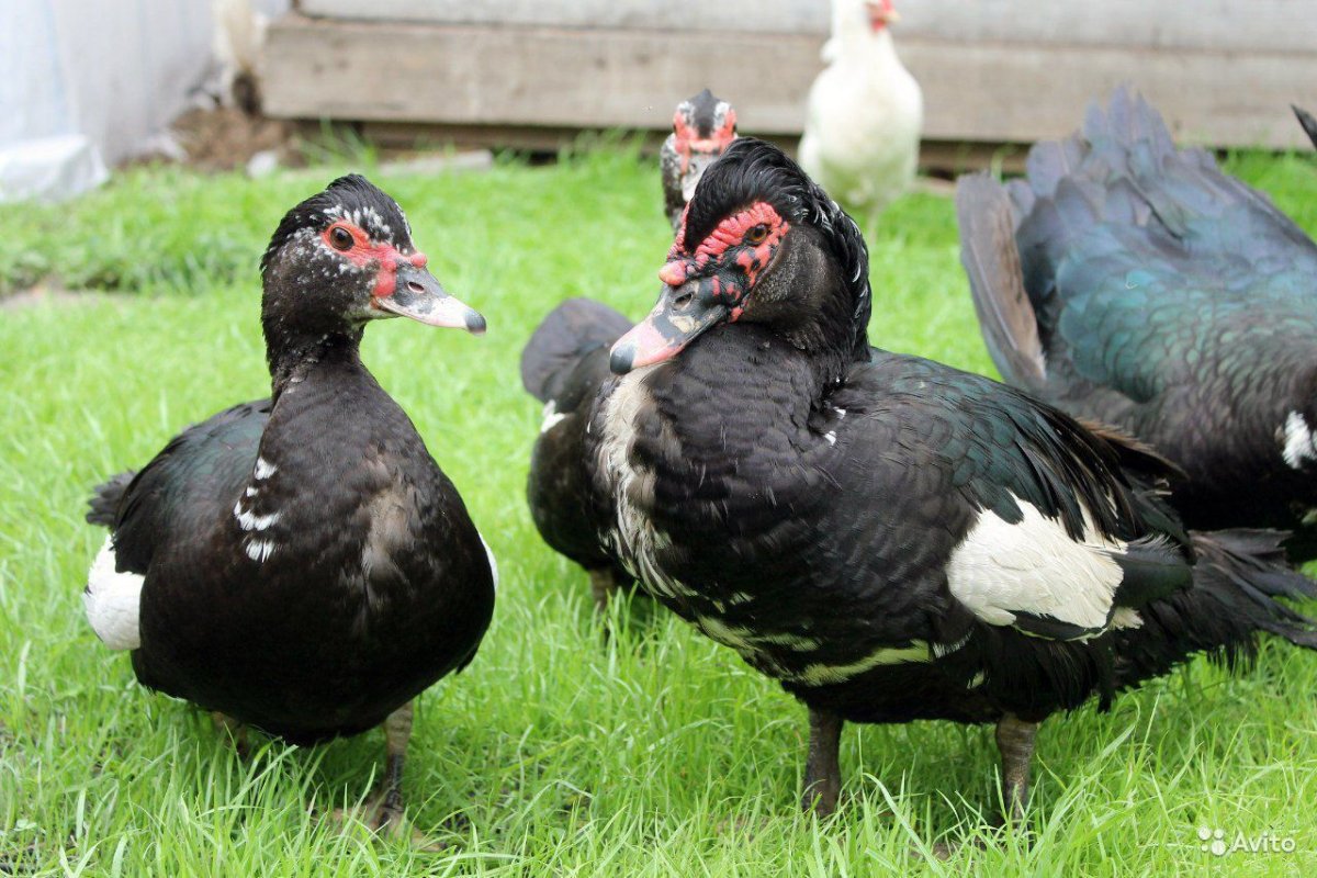 Самец мускусной утки