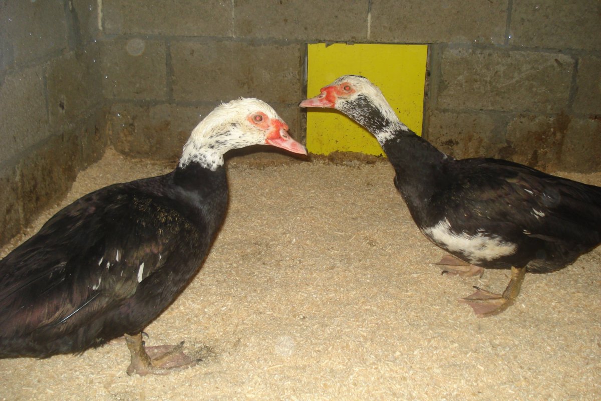 Мускусная утка черная