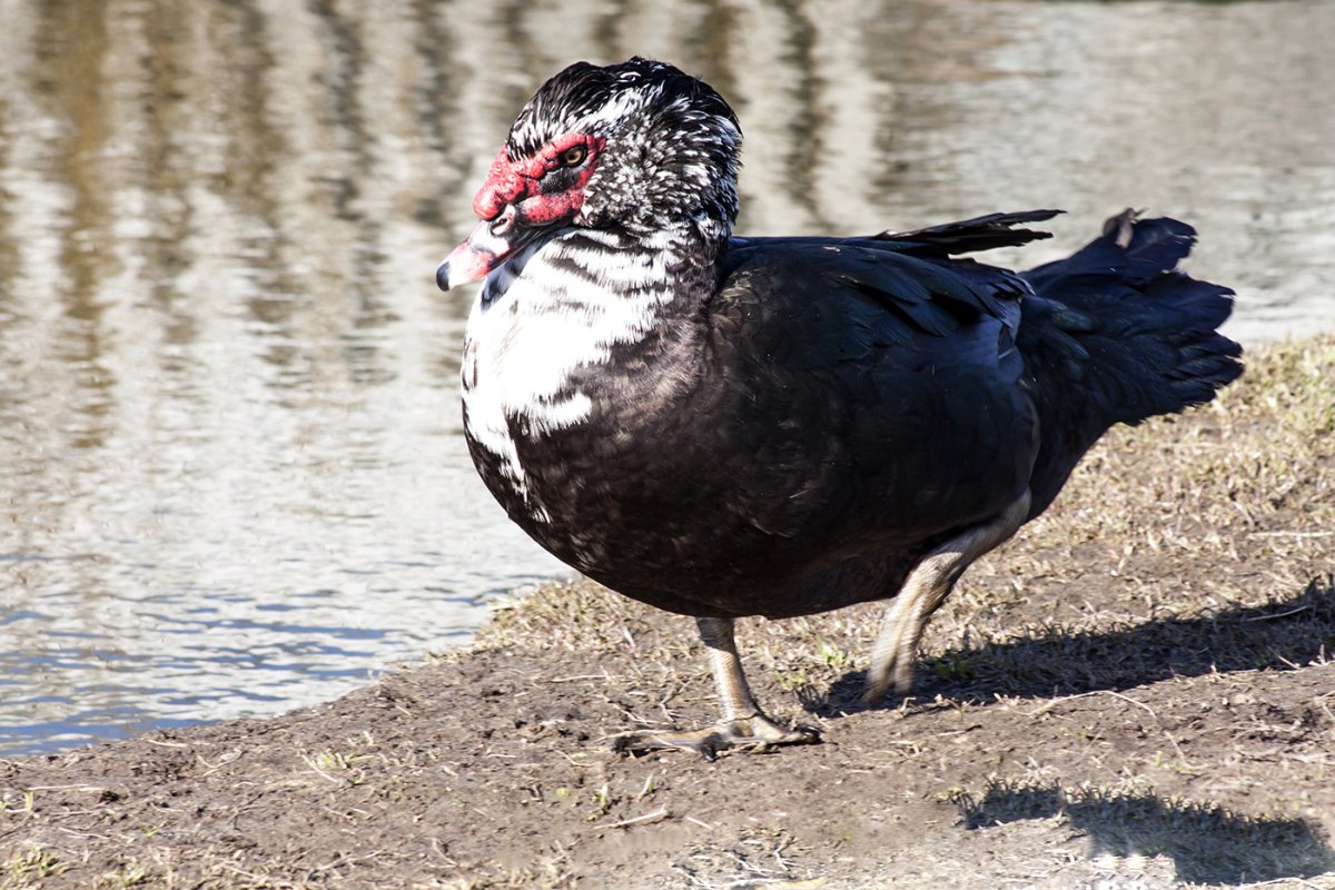 Индоутка ~ 2кг