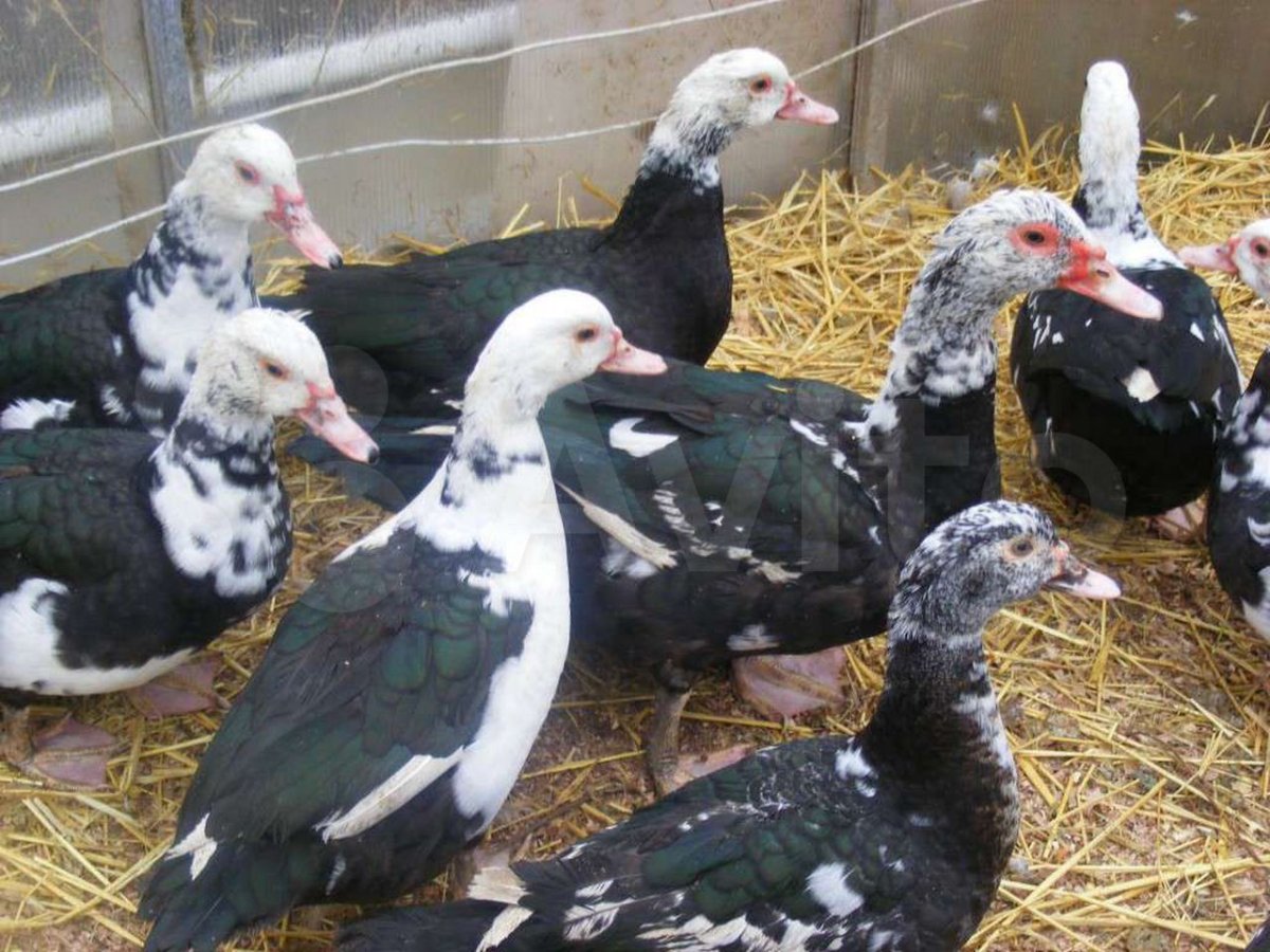 Индоутка шипун