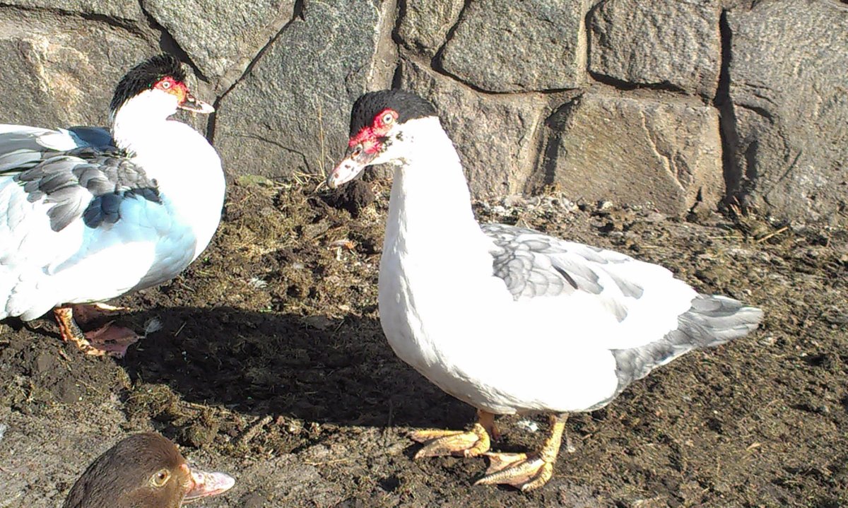 Лавандовая мускусная утка