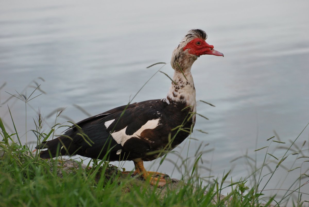 Мускусная утка селезень