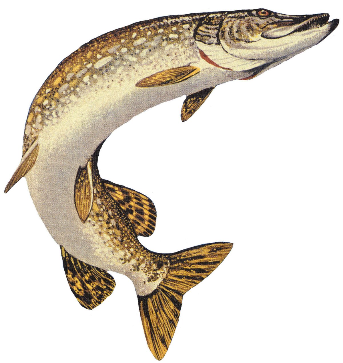 Esox kronneri