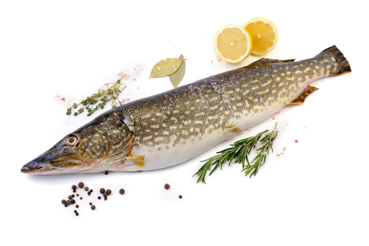 Щука свежая