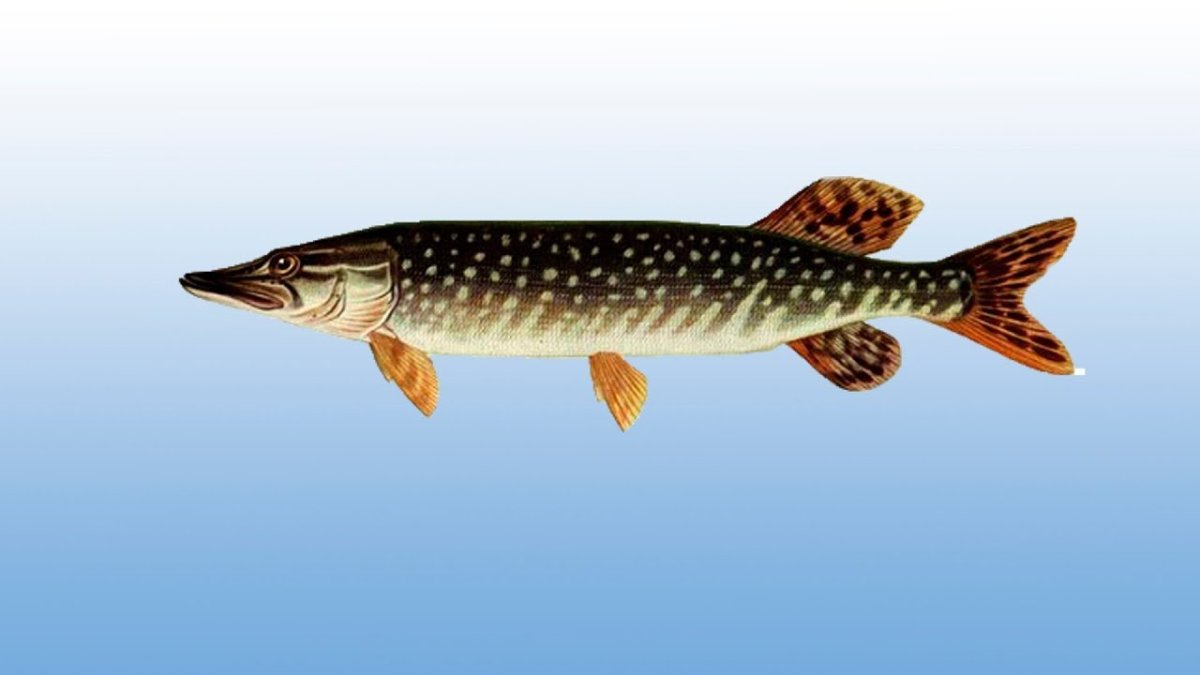 Щука обыкновенная