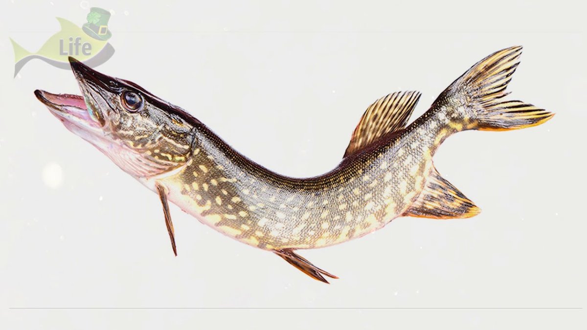 Щука на белом фоне