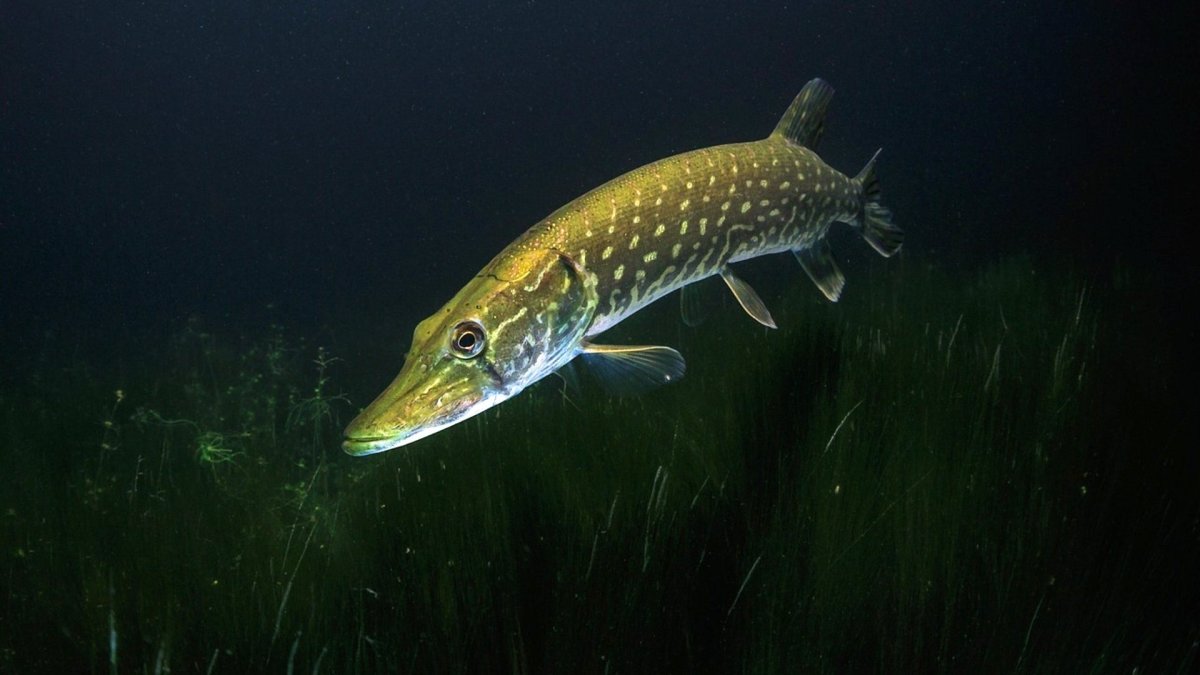 Сообщение о щуке 4 класс