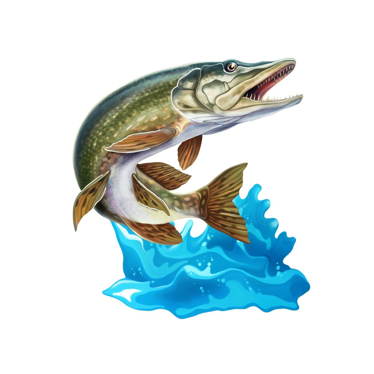 Щука иллюстрация