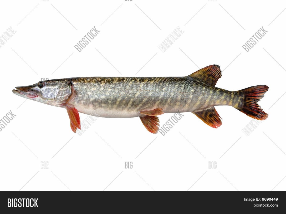 Щука охлажденная