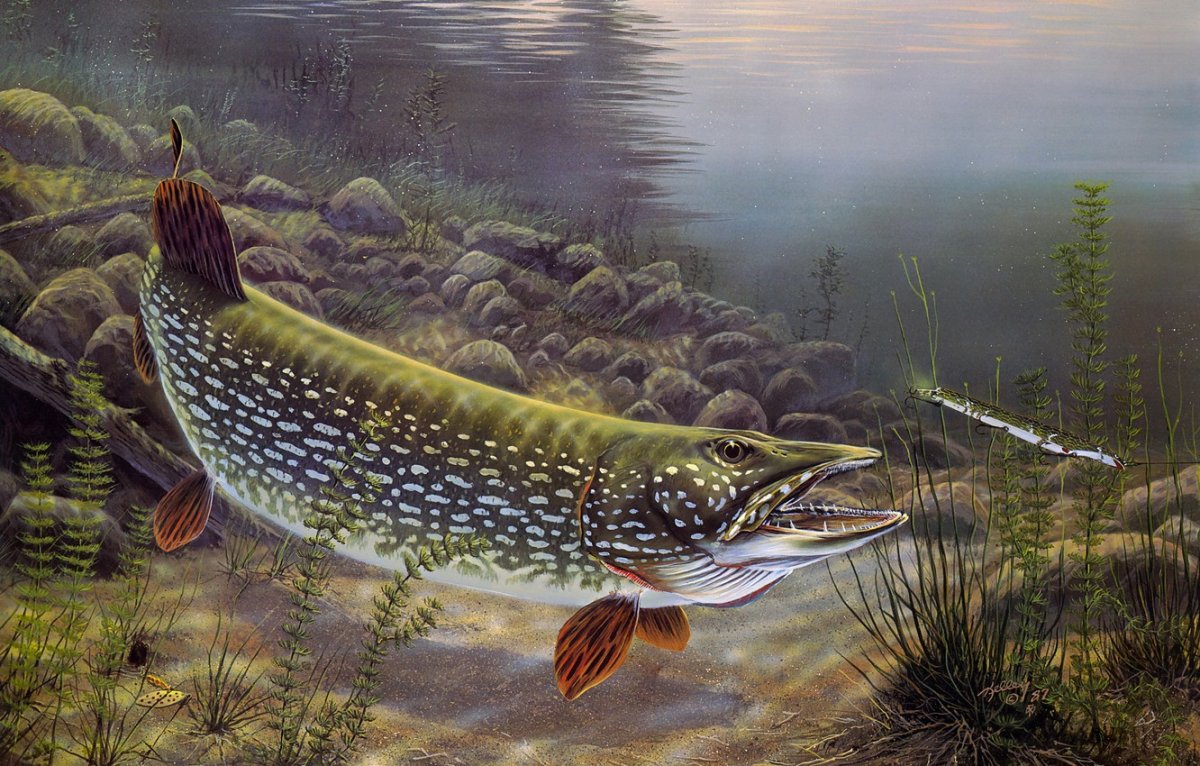 Esox kronneri
