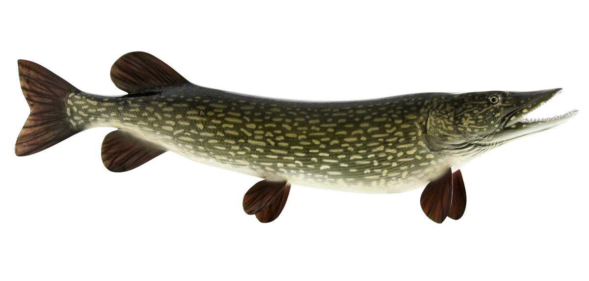 Щука обыкновенная вид сбоку