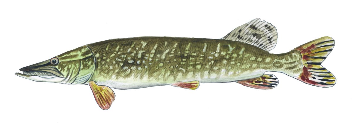 Щука Esox Lucius