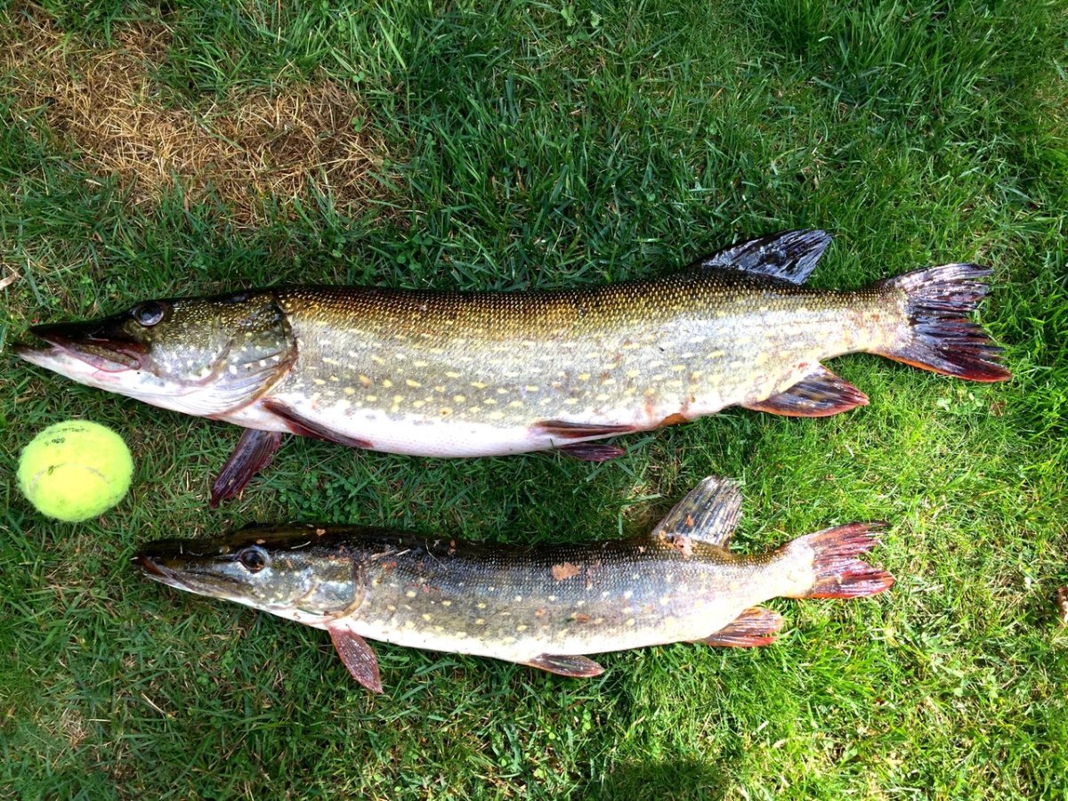 Щука травянка