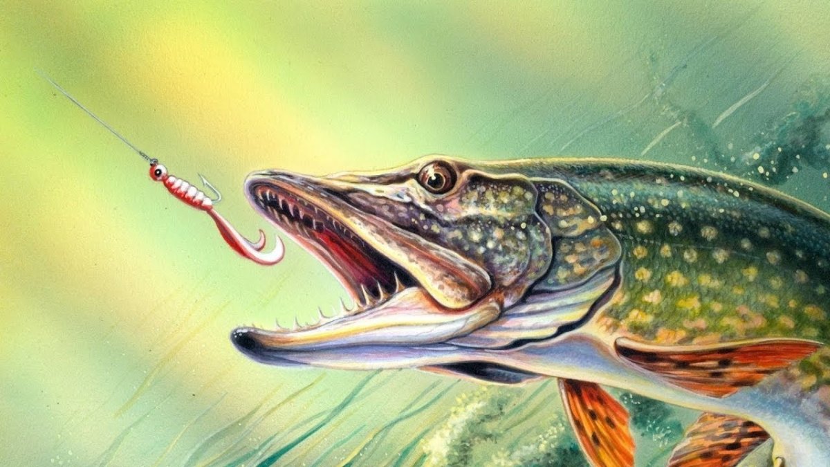 Щука агрессивная