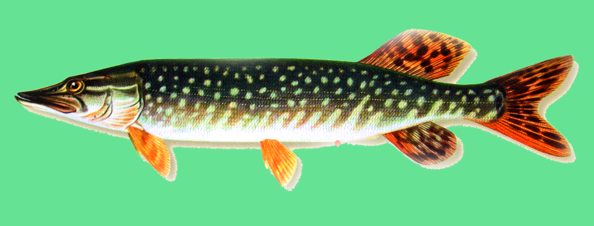 Северная красноперая щука