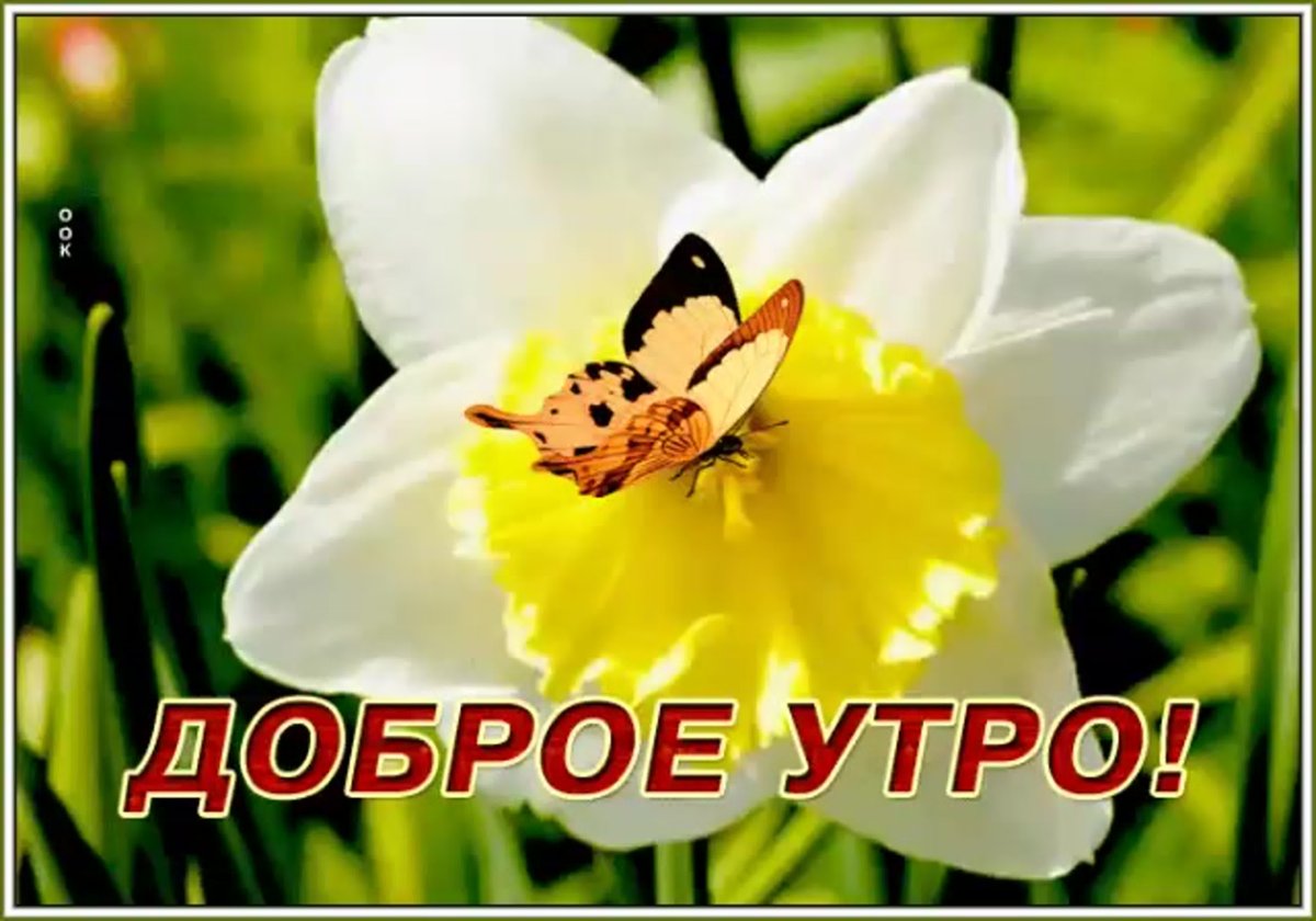 Доброе утро Светлана