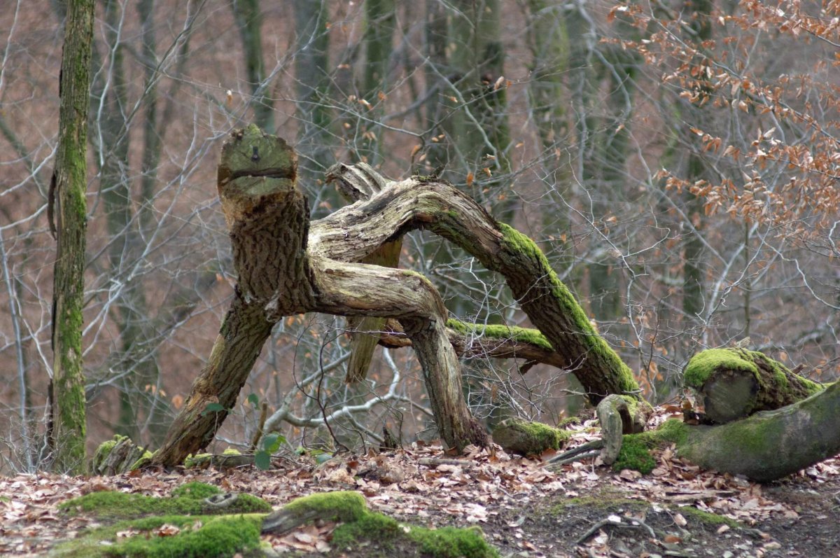 Сирень Роял перпл