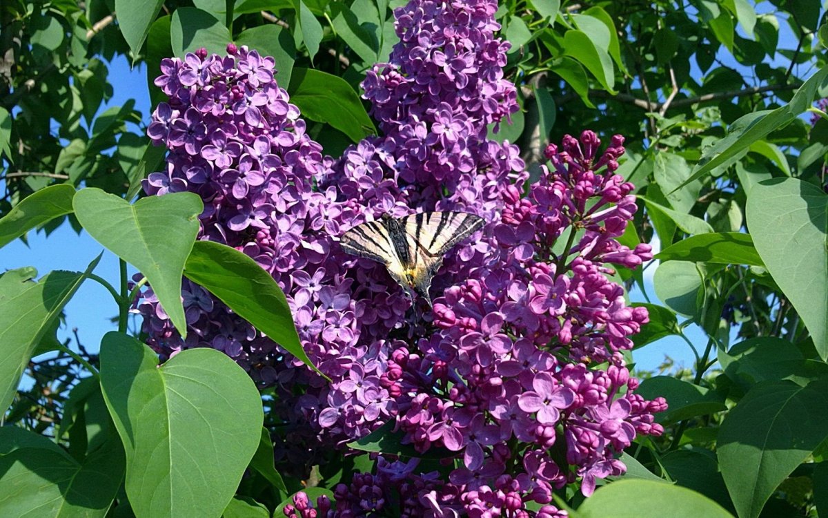 Сайрен Хэд Тревор Хендерсон