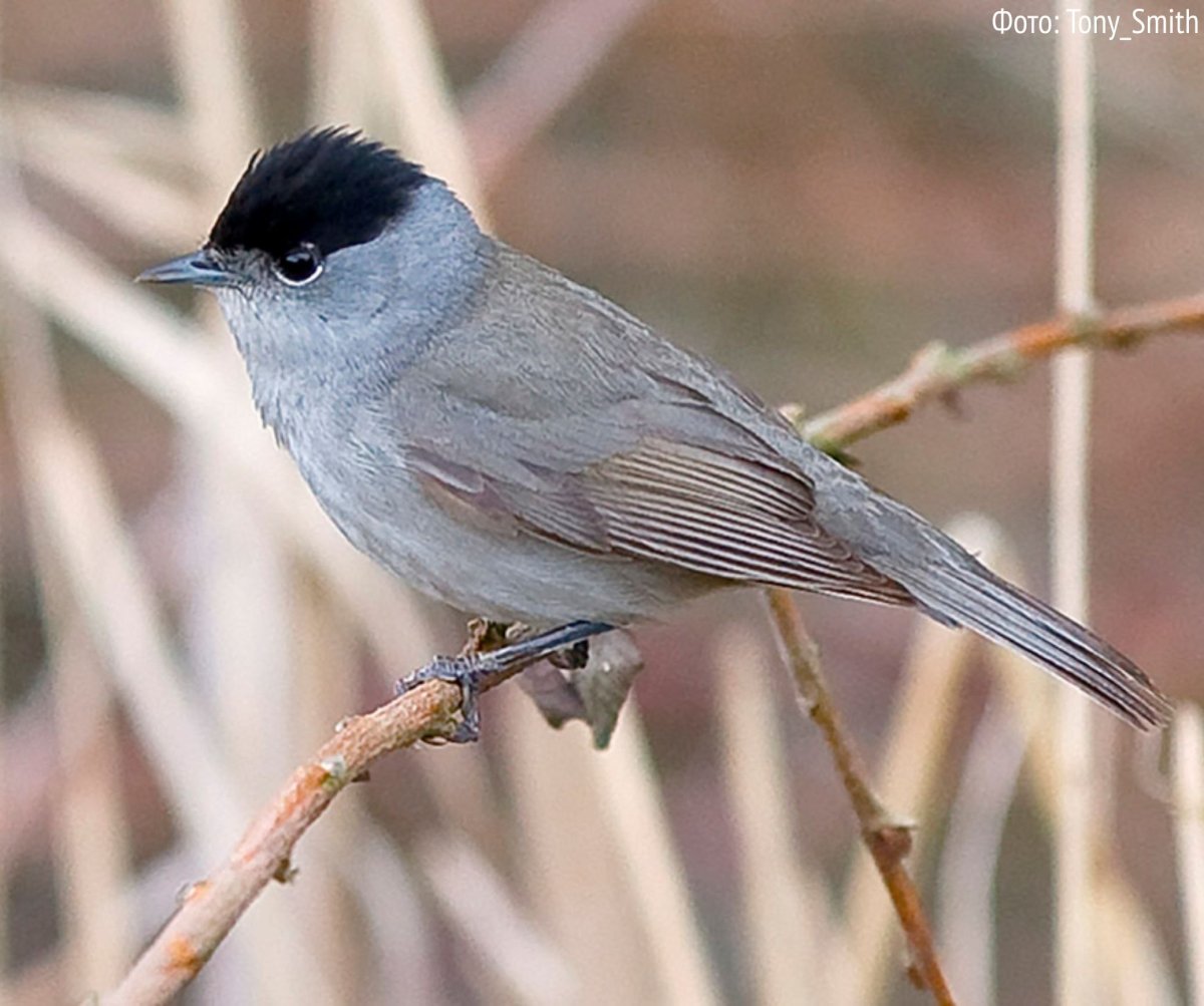 Сиреноголовый короткометражка
