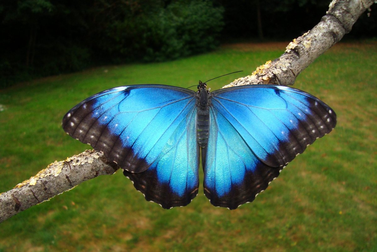 Сиреноголовый Тревор Хендерсон