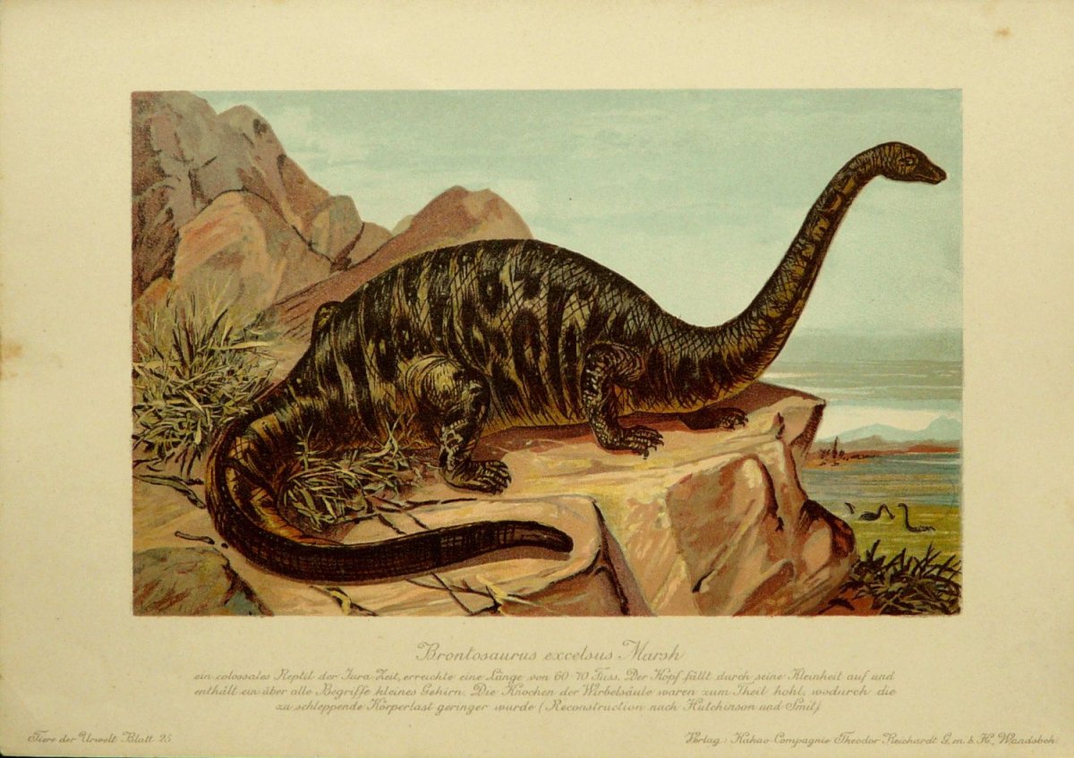 Апатозавр Бронтозавр