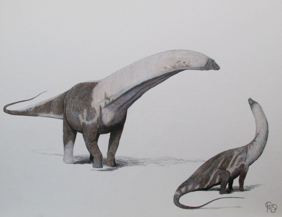 Зауропод Апатозавр