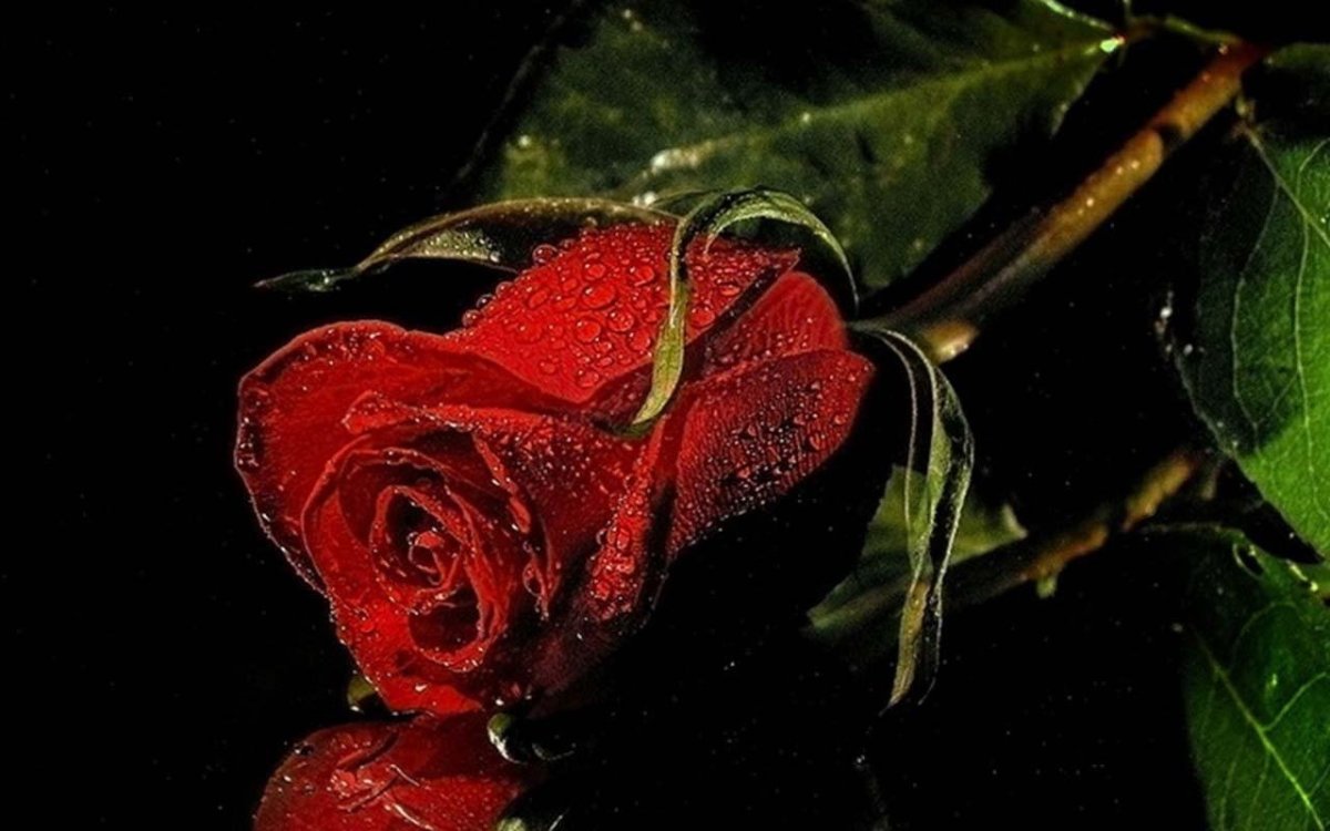 Вечная память скорбим