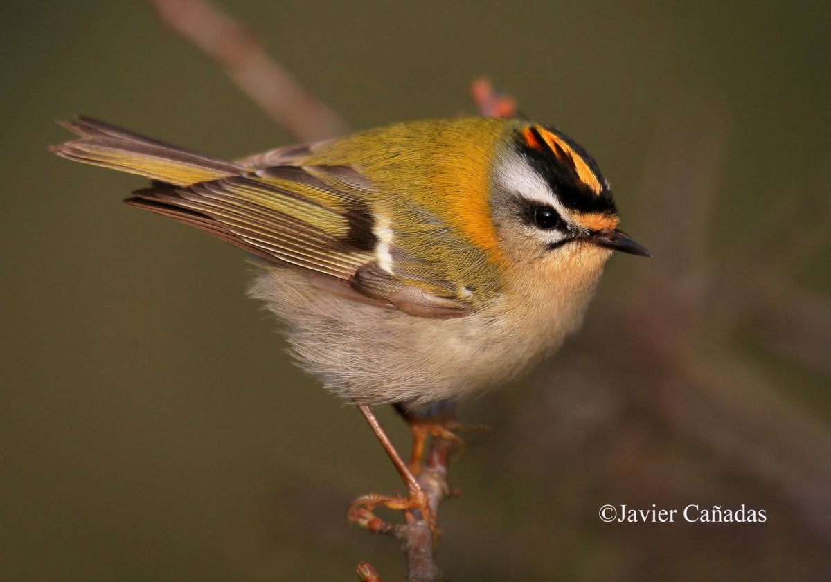 Желтоголовый королёк птица