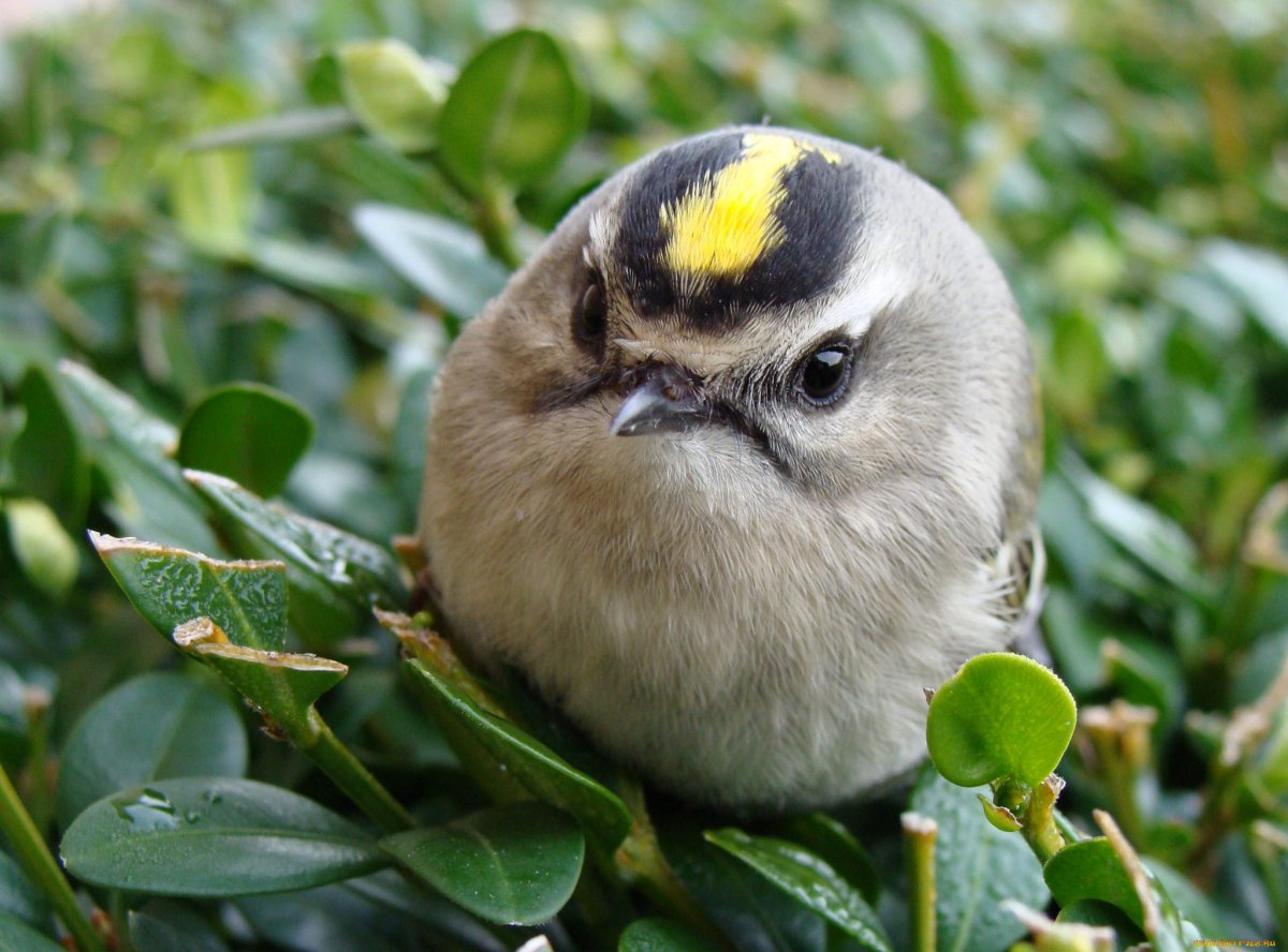 Желтоголовый королёк животные