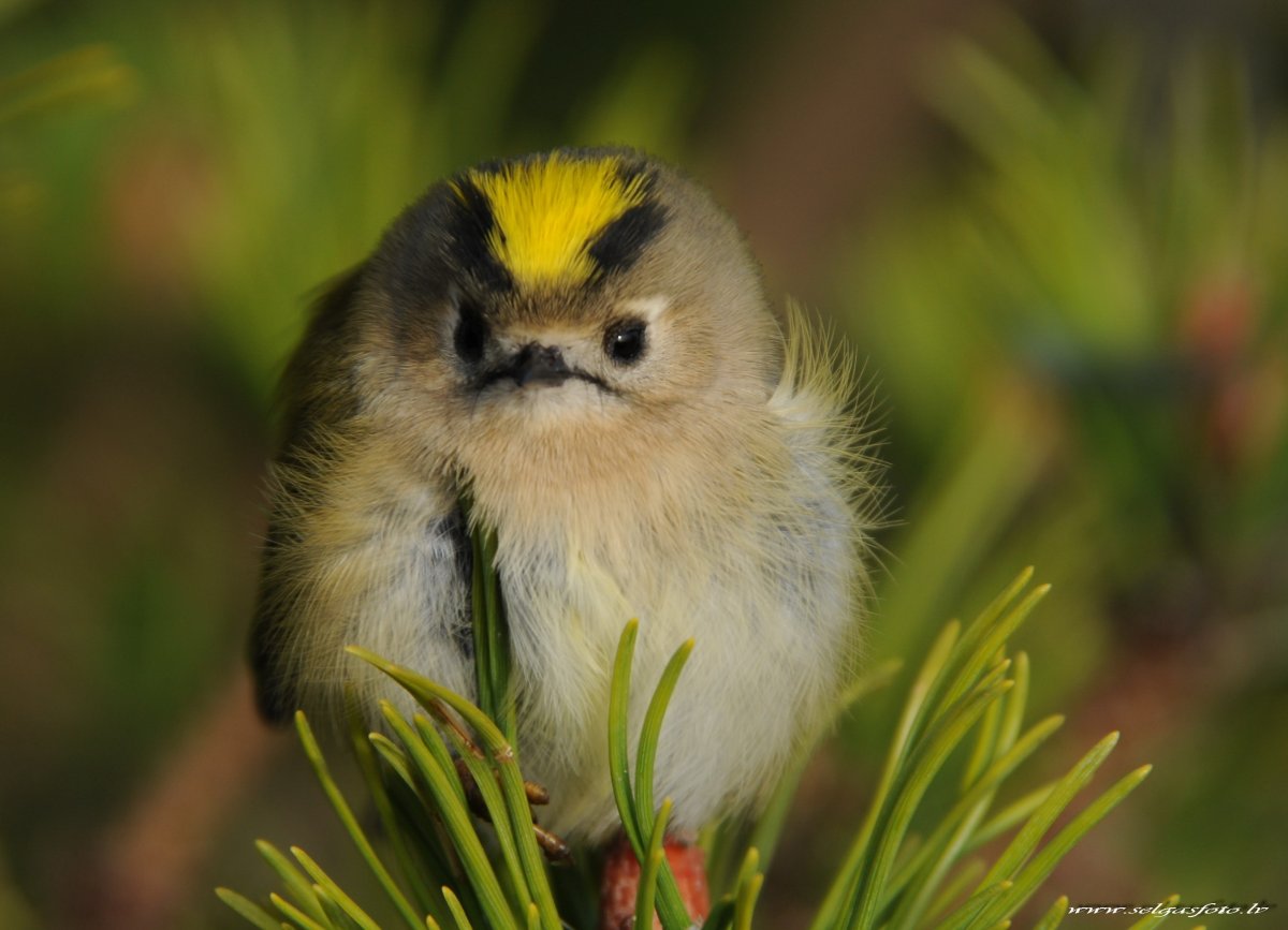 Желтоголовый Королек слеток