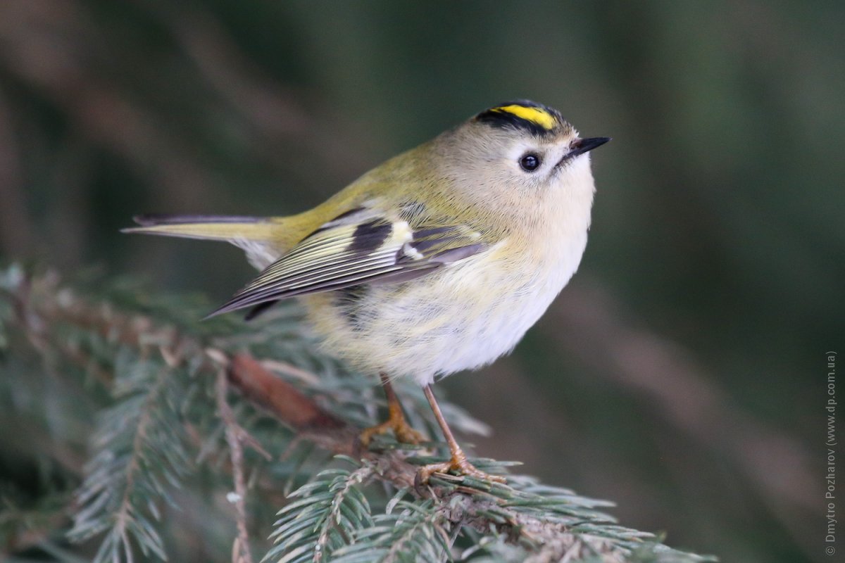 Красноголовый Королек