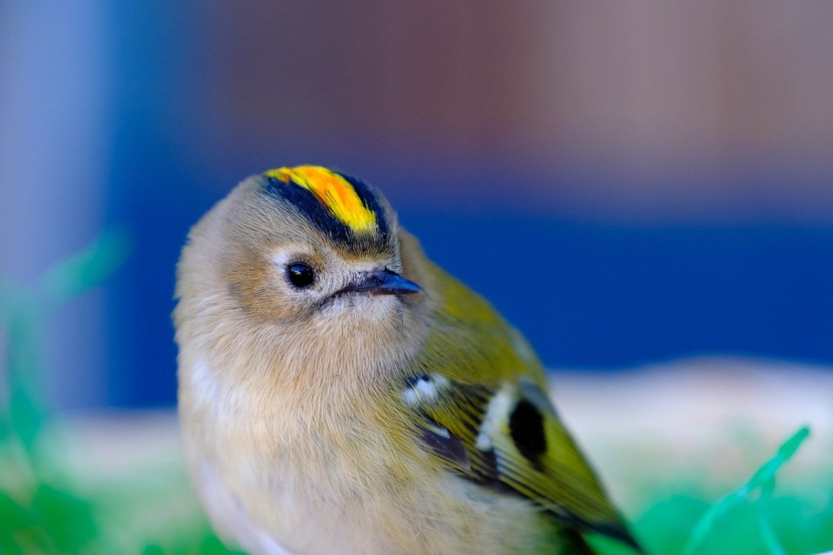 Рубиновоголовый королёк