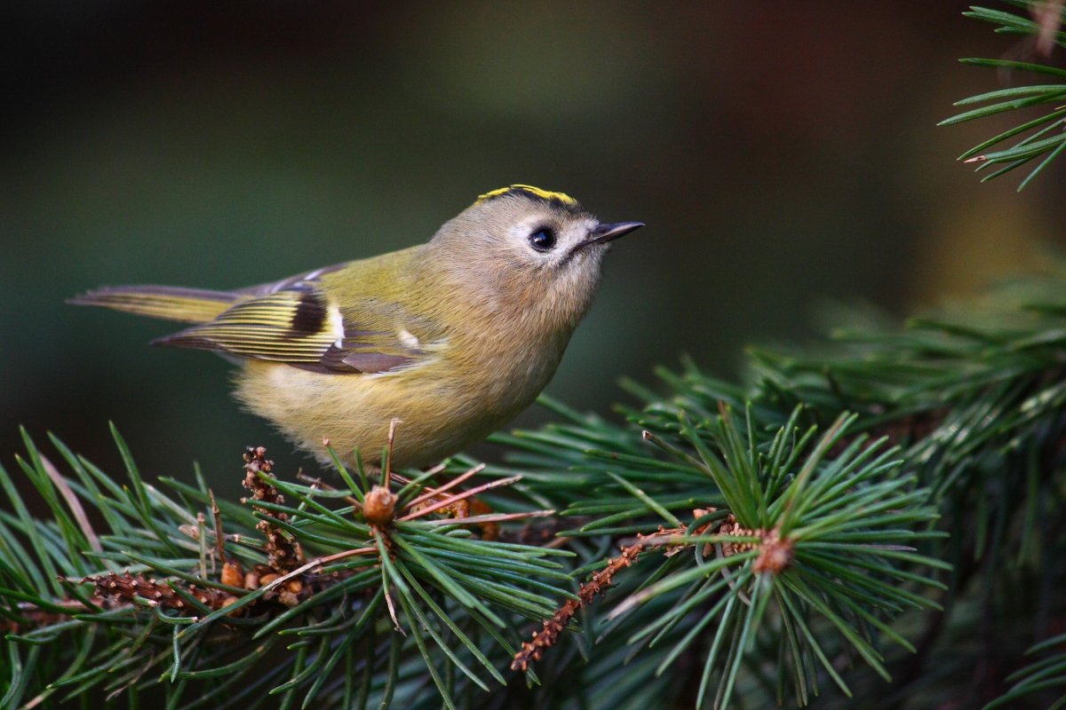 Желтоголовый королёк