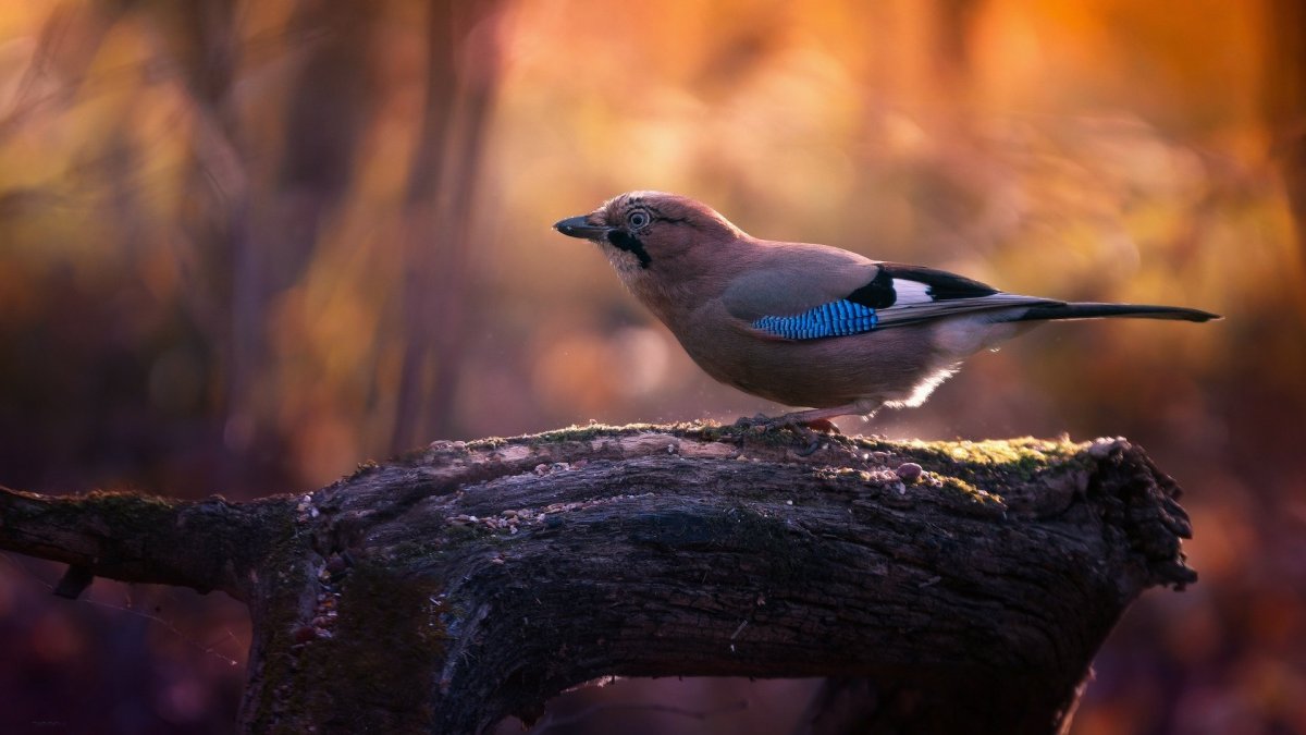 Сорт хурмы Шарон