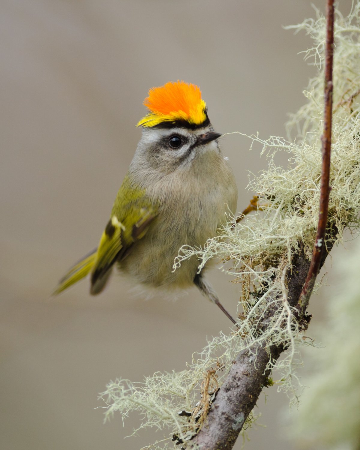 Птичка Королек фото