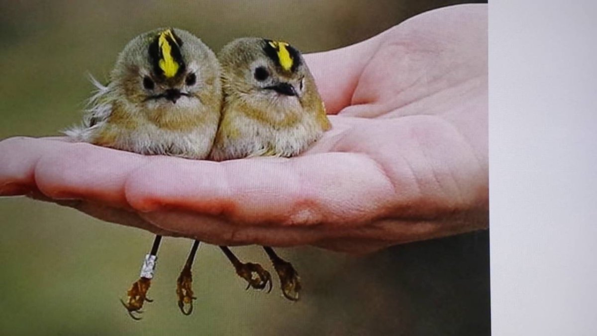 Желтоголовый Королек птенцы