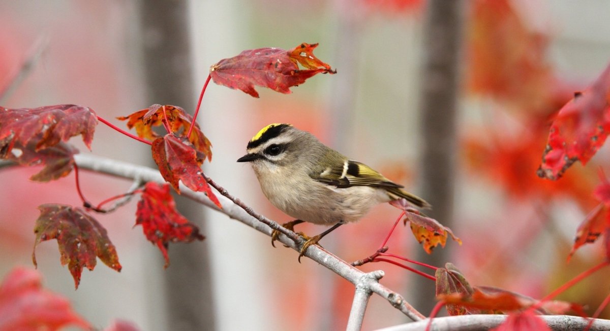 Желтоголовый королёк (Regulus Regulus)