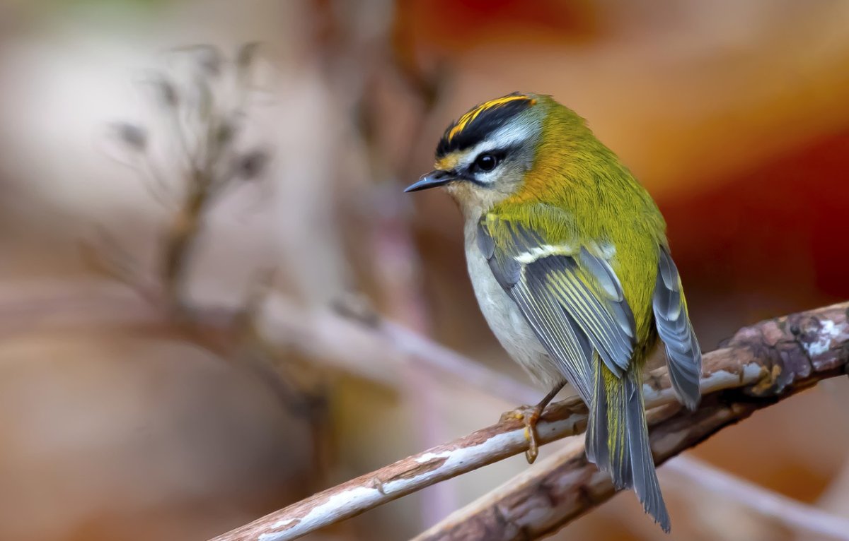 Маленькие птицы